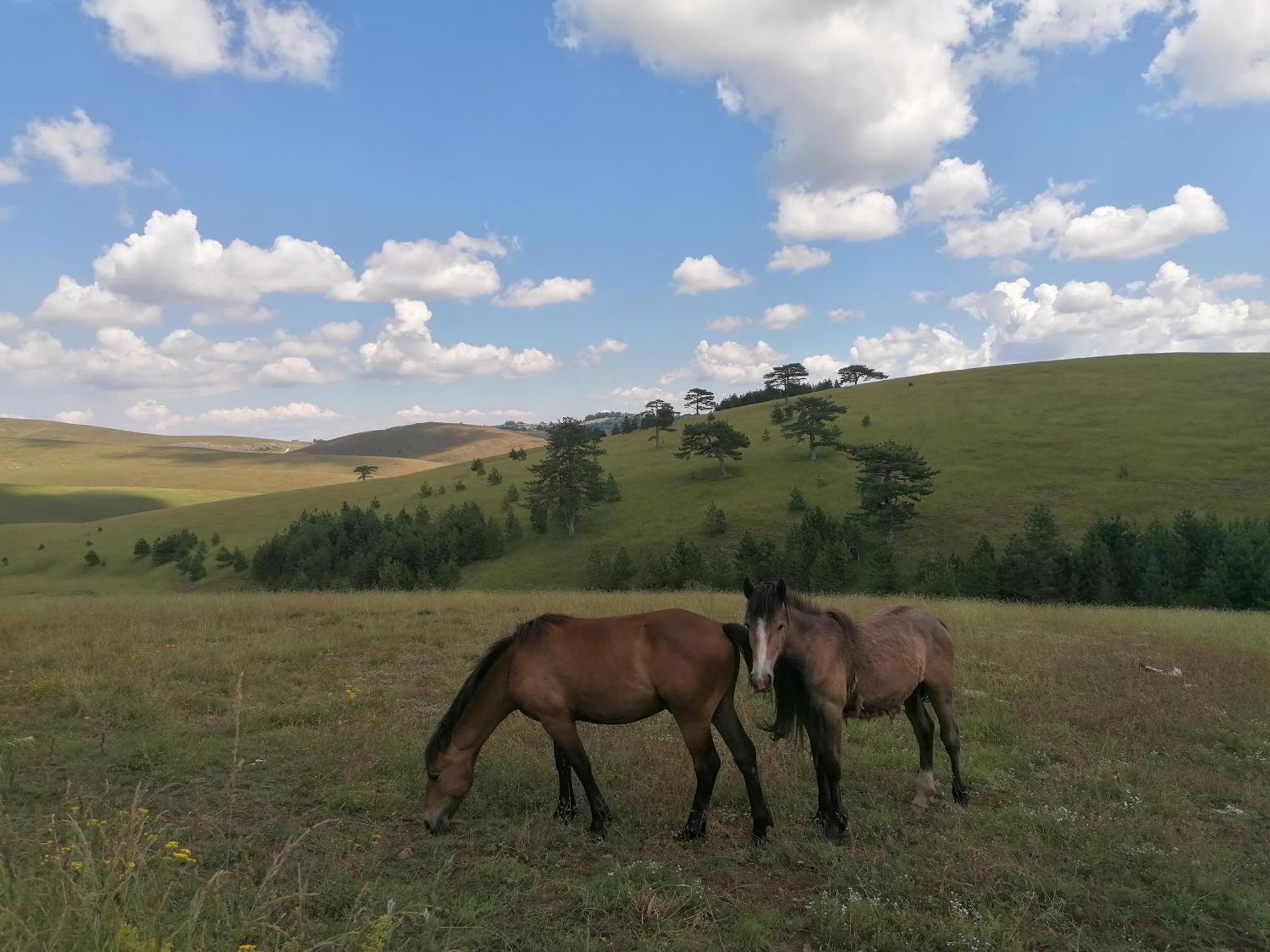 Zlatibor Brvnara Mir Villa Exteriör bild